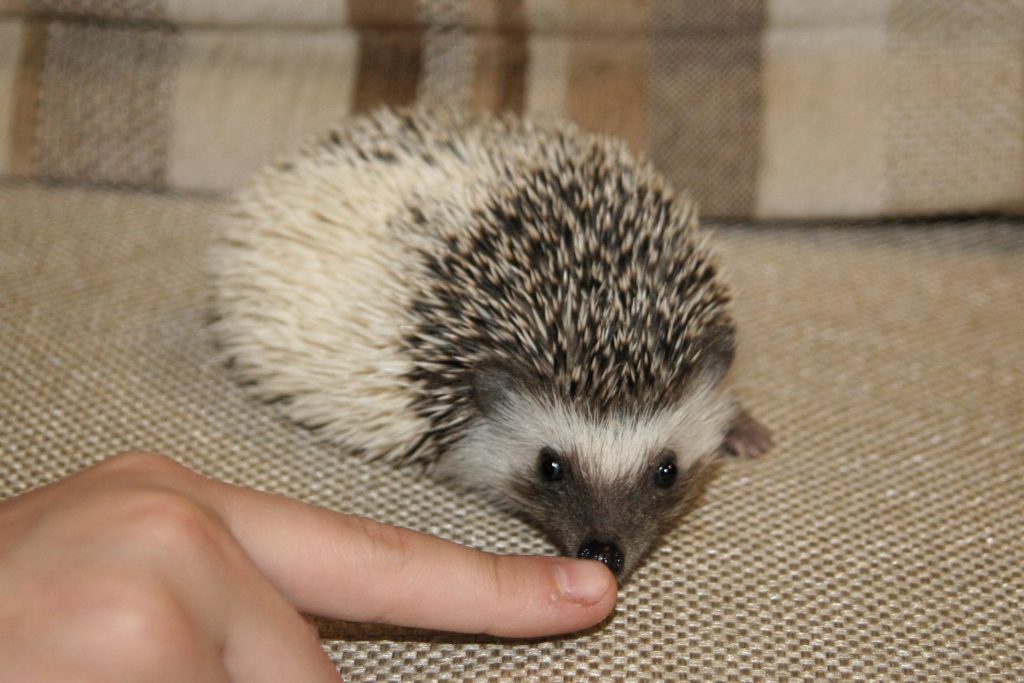 קיפוד פיגמי אפריקאי