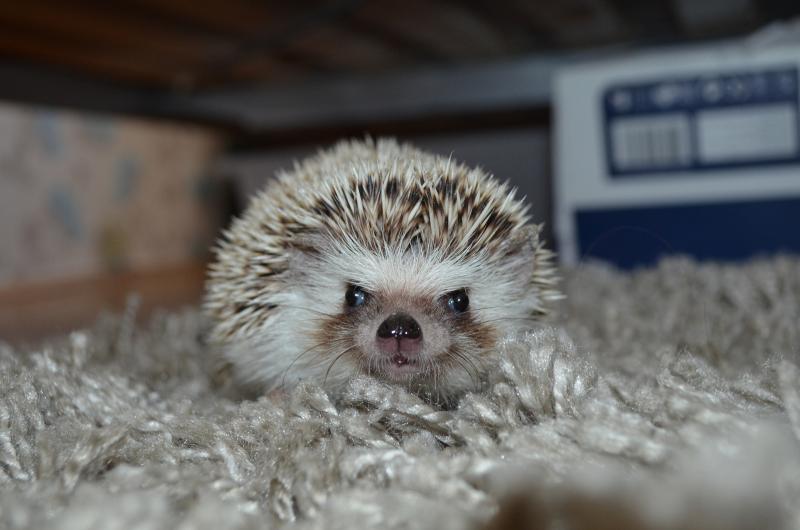 קיפוד פיגמי אפריקאי: טיפול ותחזוקה בבית