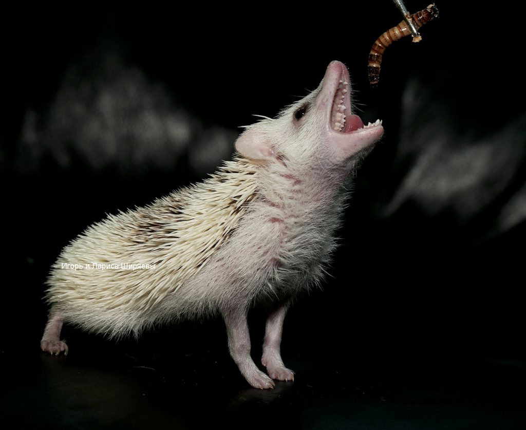 קיפוד פיגמי אפריקאי אוכל תולעת.