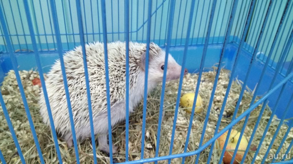 קיפוד פיגמי אפריקאי בכלוב