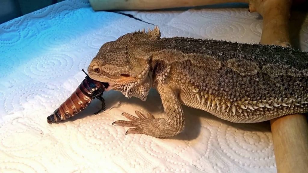 האכלת חרקי אגמה