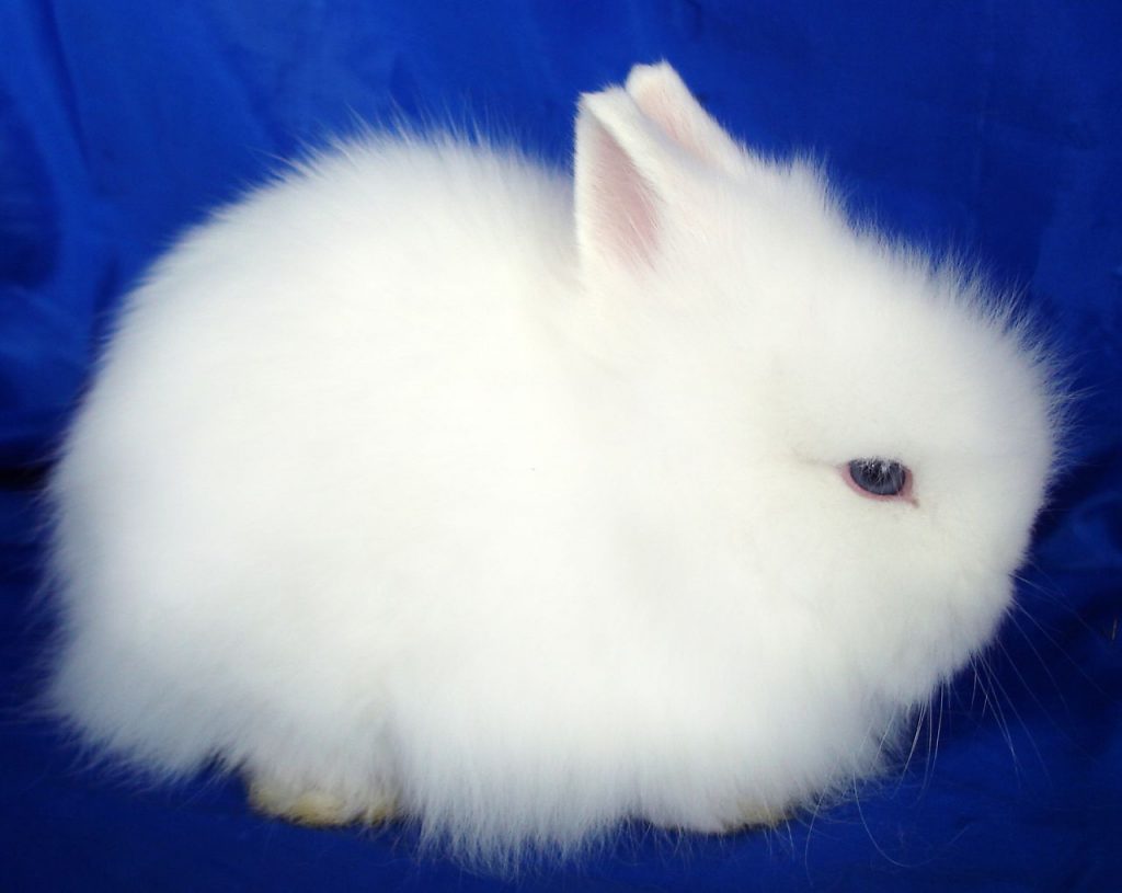 ארנבת אנגורה