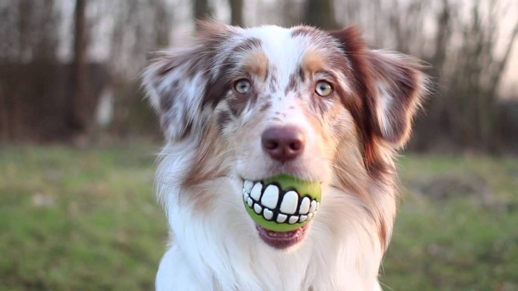 רועה אוסטרלי עם כדור בפה