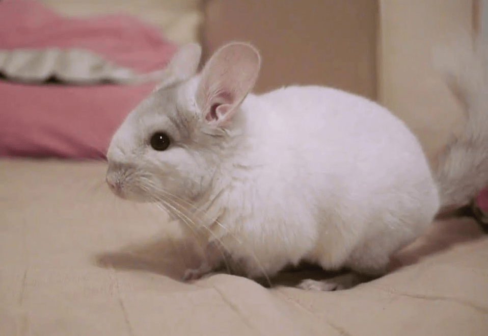 צ'ינצ'ילה לבנה וורודה מקטיפה