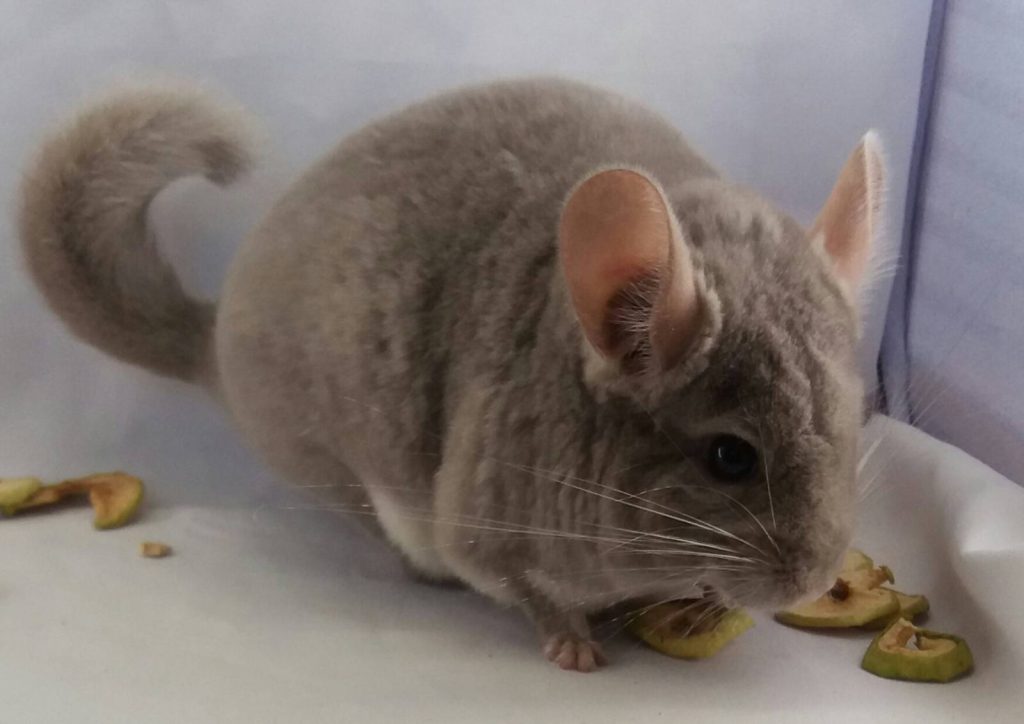 אבוני קטיפה