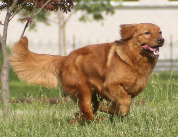 ריצה בהובווארט