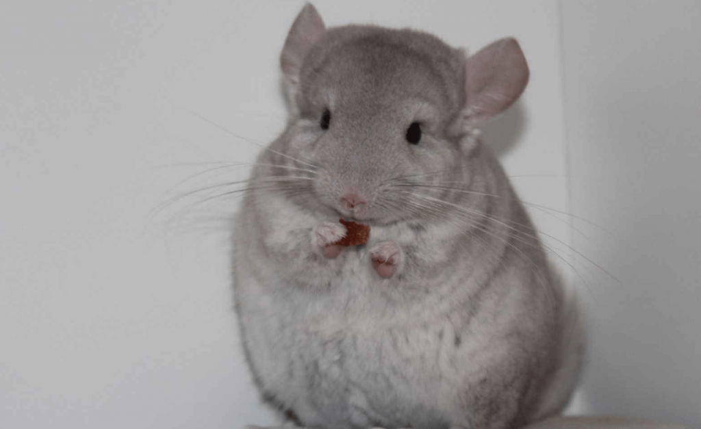 צ'ינצ'ילה בצבע בז'