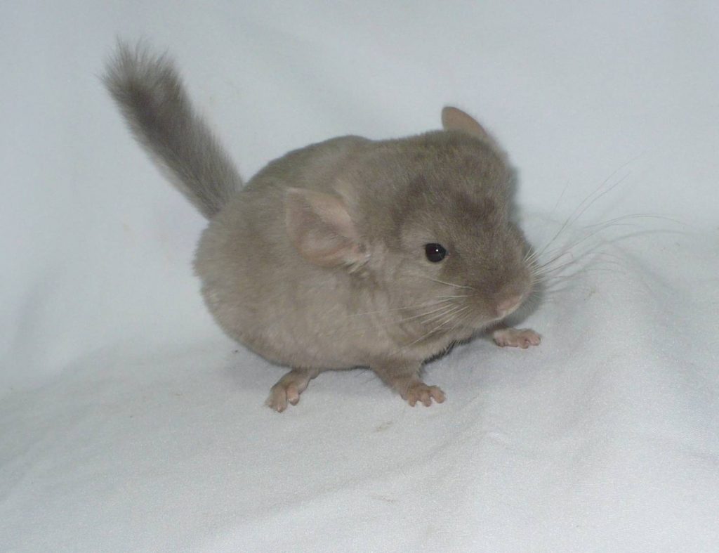 בז' הטרו אבוני