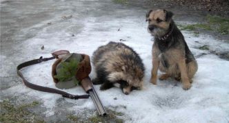 בורדר טרייר וגרית