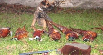 בורדר טרייר ופסיונים