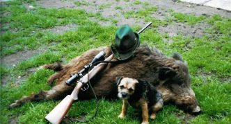 בורדר טרייר וחזיר בר