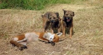 כלבי בורדר טרייר ושועל