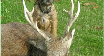 בורדר טרייר ואייל