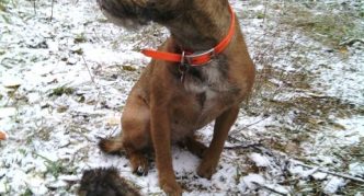 בורדר טרייר ומסקרט