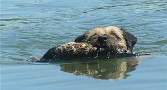 בורדר טרייר וברווז