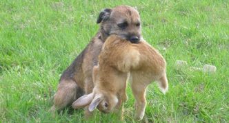 בורדר טרייר וארנבת