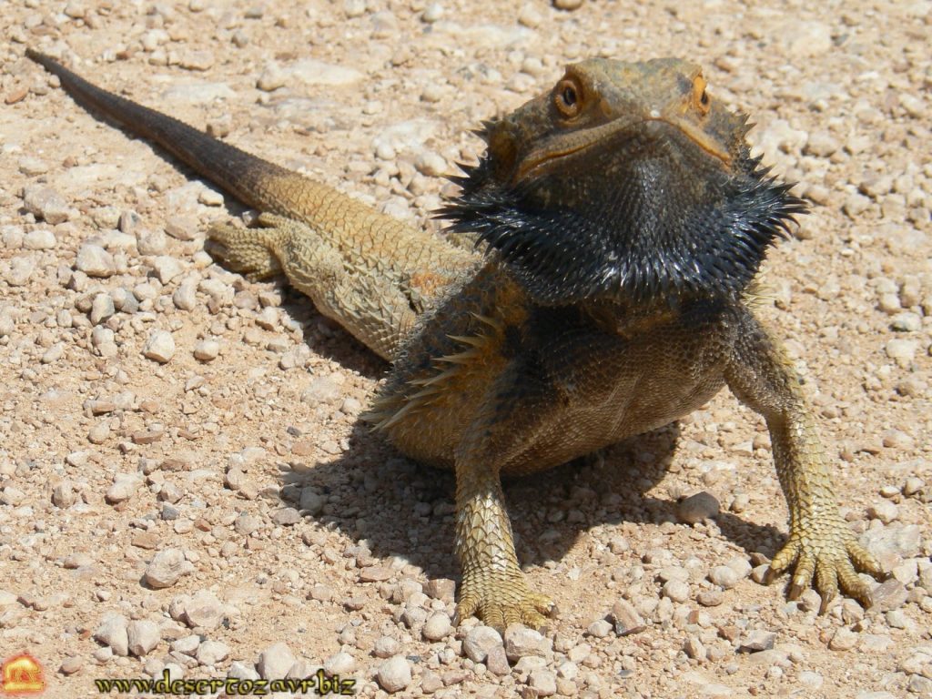 דרקון מזוקן עם כיס צוואר מורחב