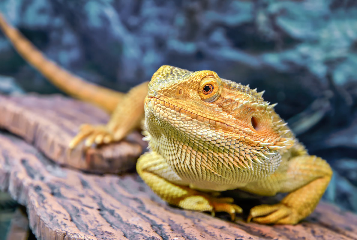 דרקון מזוקן: הפרטים הספציפיים של גידול דרקון מחמד