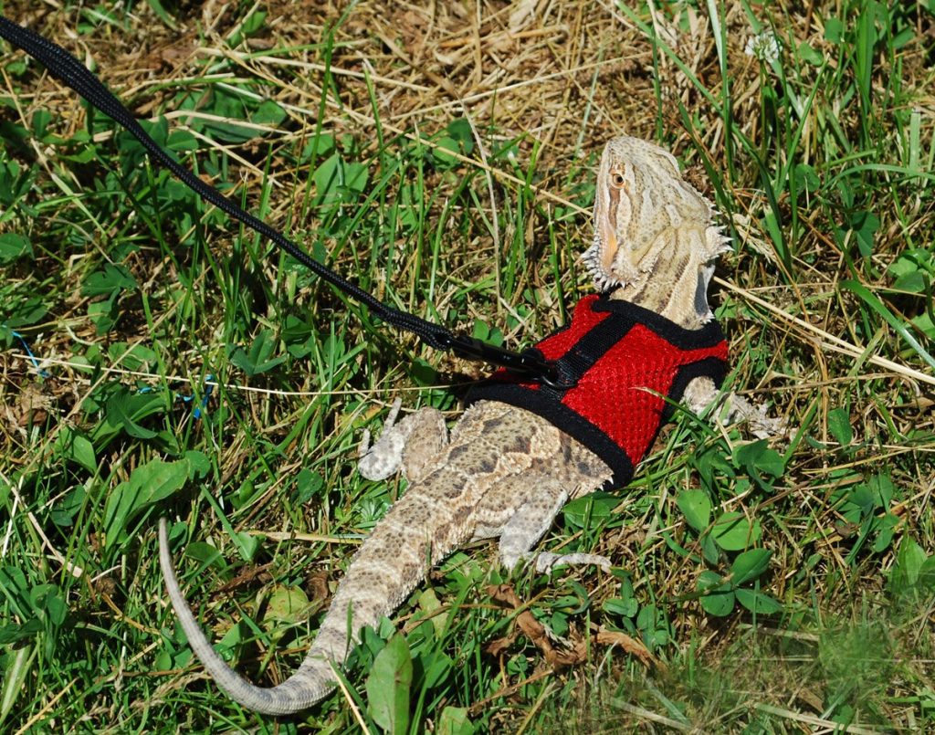 דרקון מזוקן על רתמה