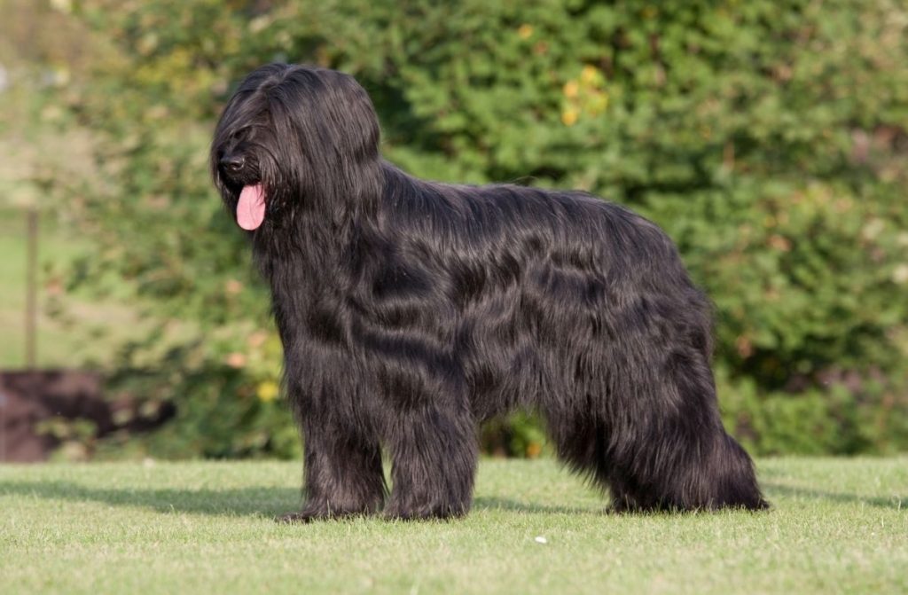 רועה בריארד עומד על רקע ירוק