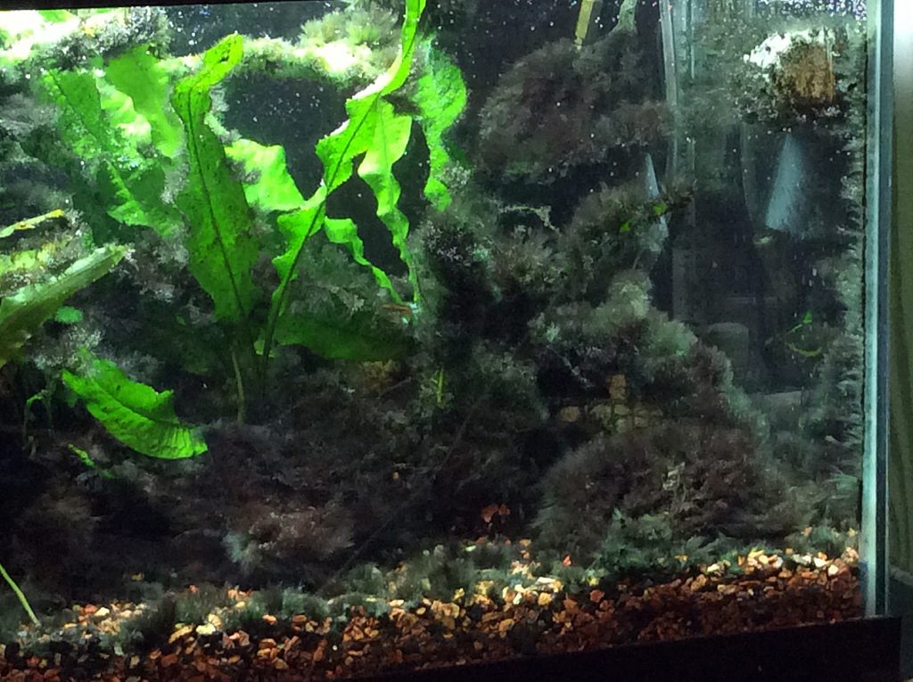 שחור הזקן באקווריום