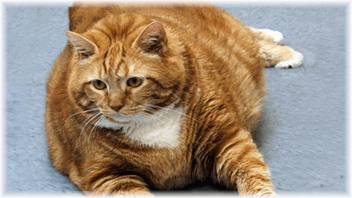 חתול בעל עודף משקל