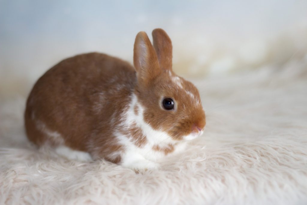 ארנב ננסי צבעוני