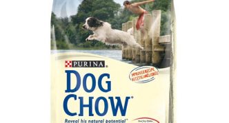 כלב צ'או אקטיב