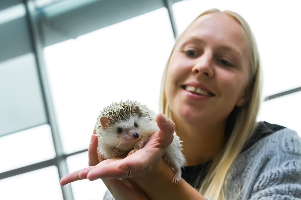 אילוף קיפוד פיגמי אפריקאי