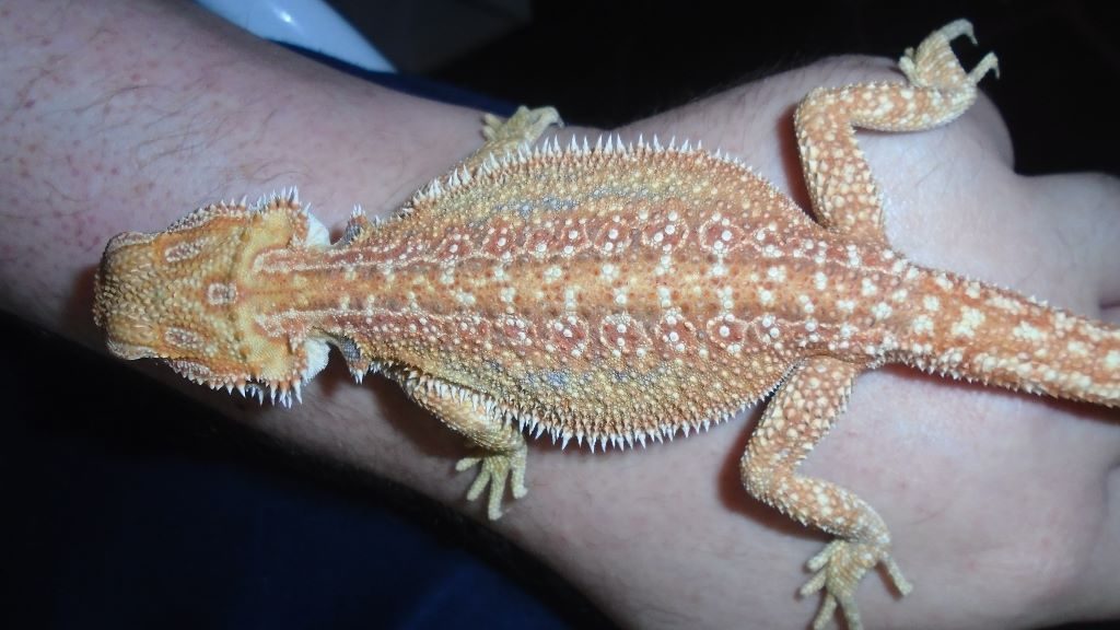 דרקוני דאנר