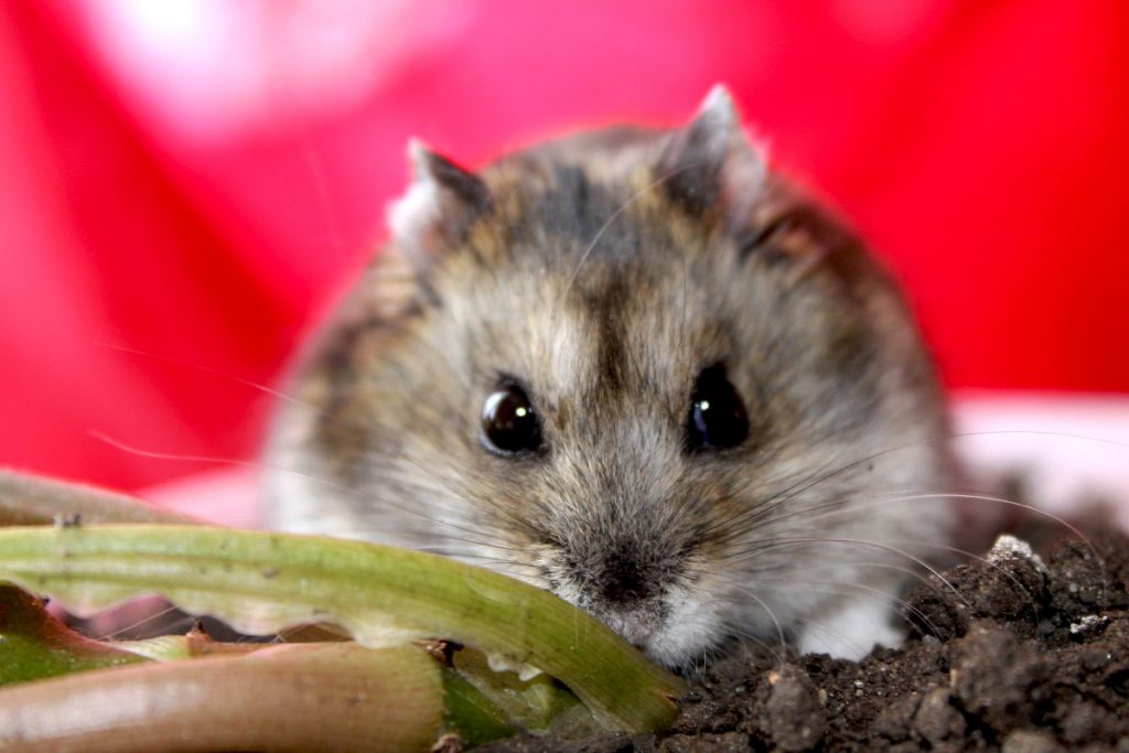 אוגר ג'ונגריאני