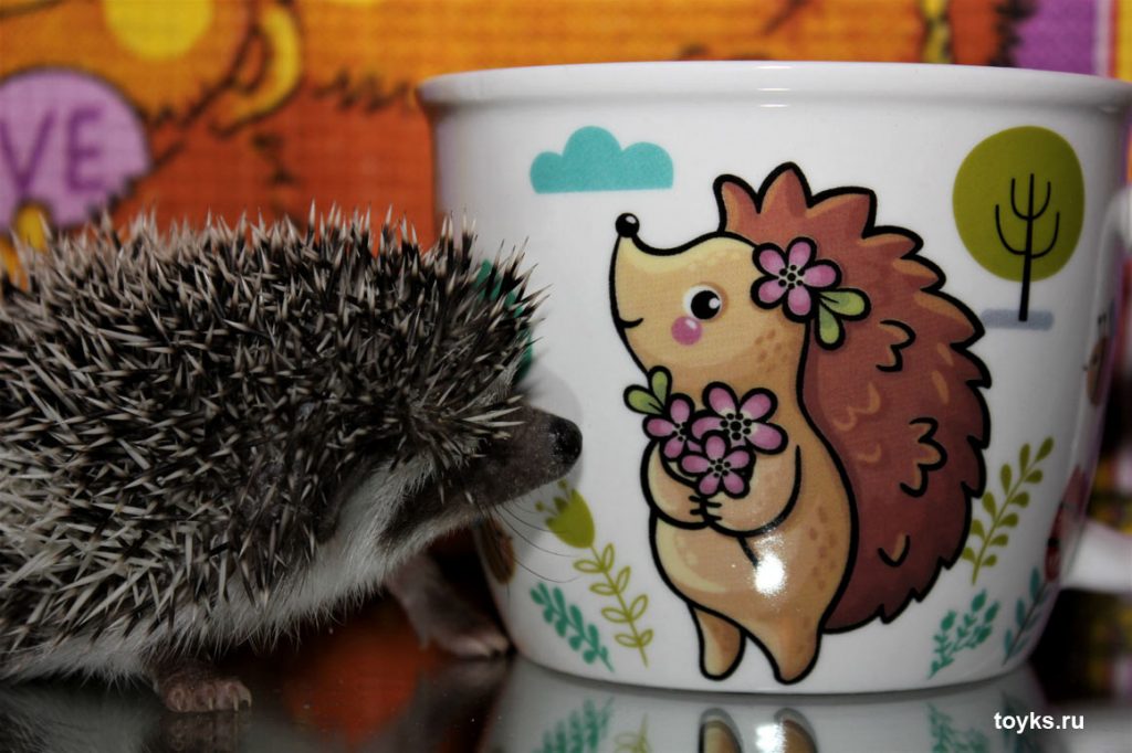 הקיפוד מסתכל על הספל