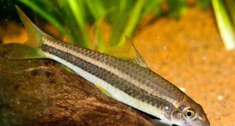 גארה מפוספסת