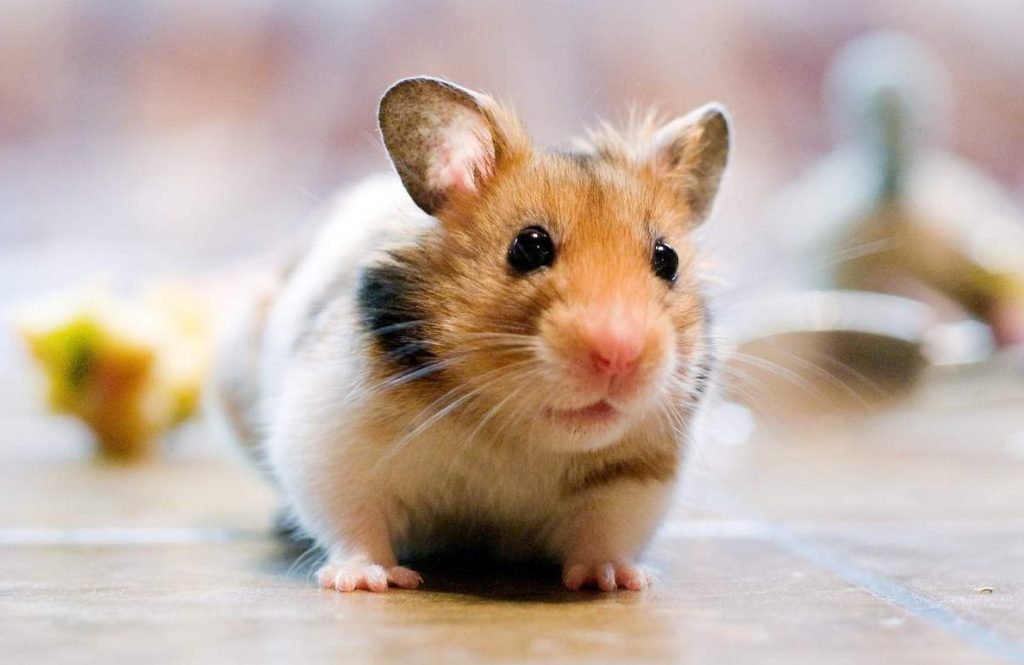 האוגר מרחרח