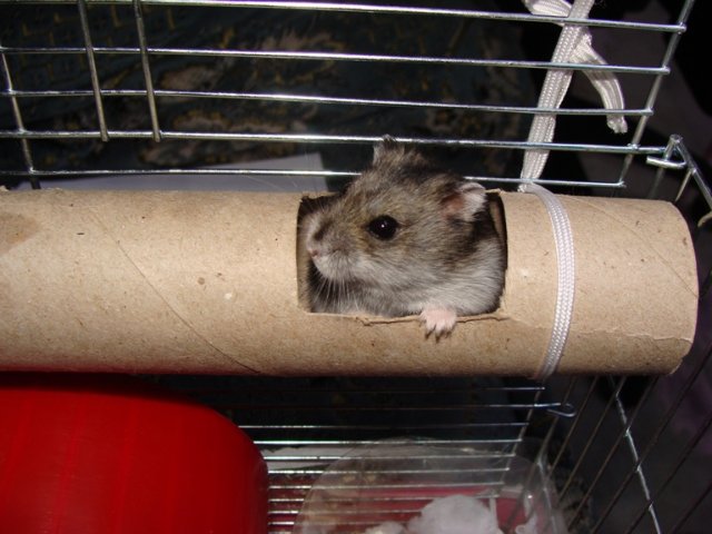 אוגר בתוך צינור