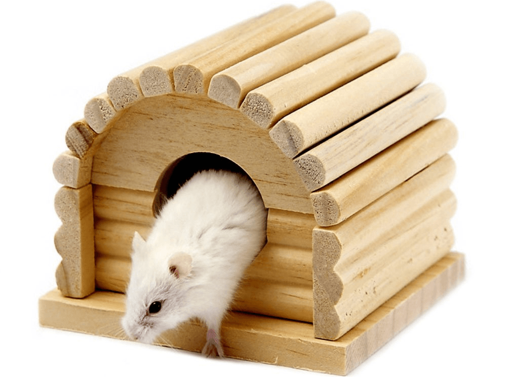 האוגר יוצא מהבית