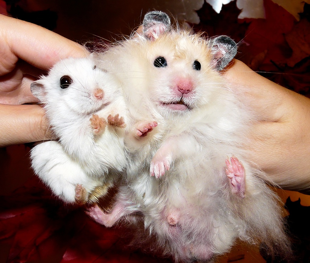 אוגרים בגדלים שונים