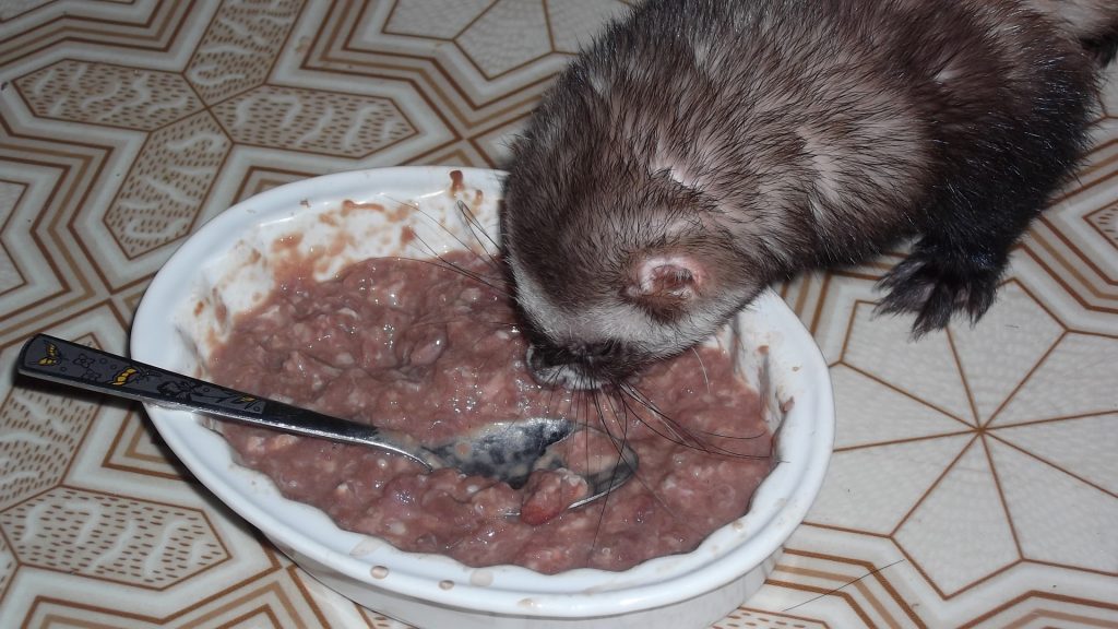 החמוס אוכל בשר טחון