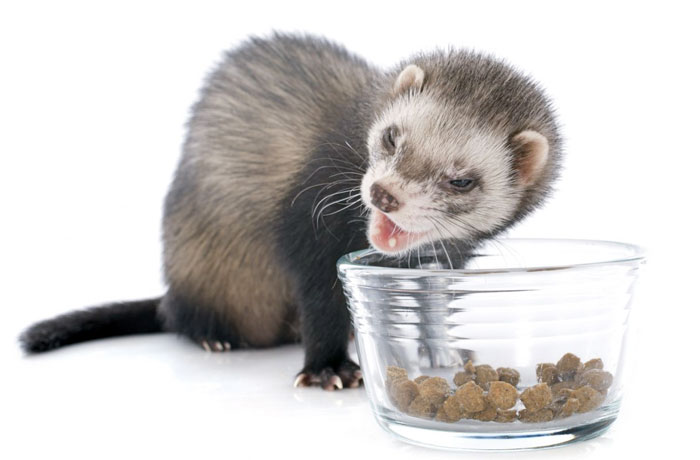 החמוס אוכל אוכל