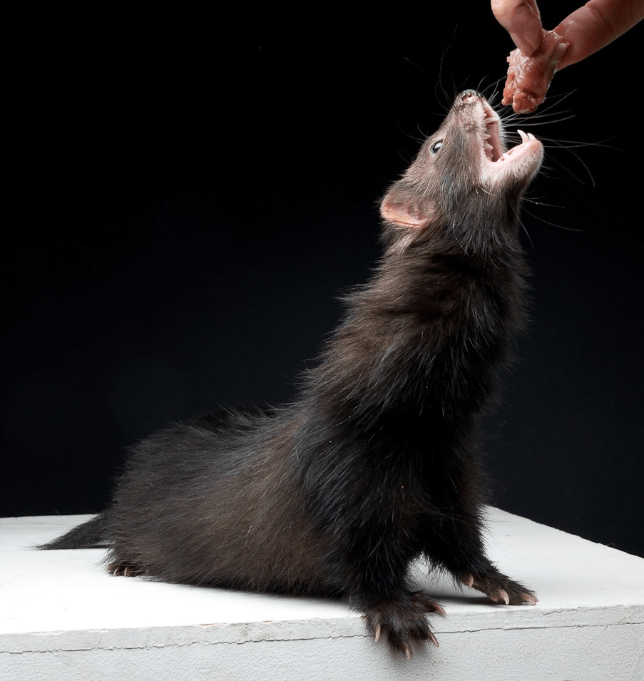 החמוס אוכל בשר