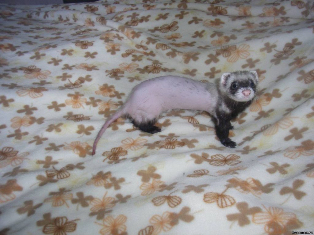 החמוס משיר פרווה