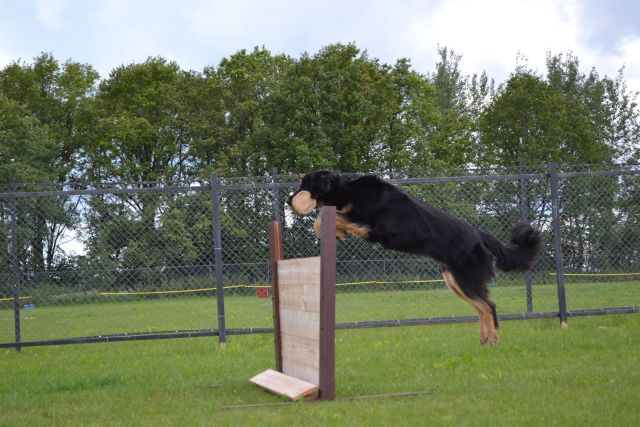 הובווארט לוקח את המשוכה