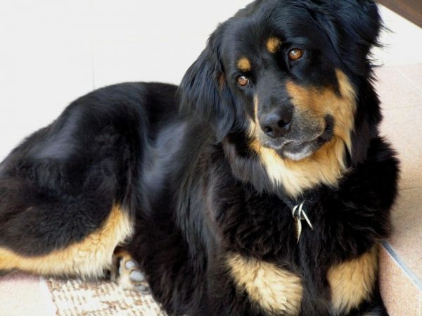 תקריב של הובווארט