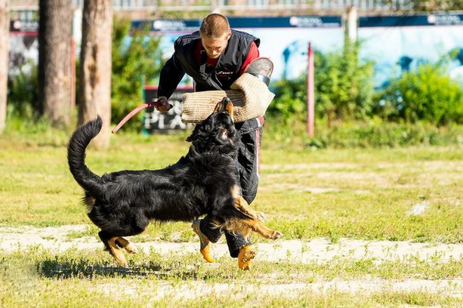 הובווארט במגרש האימונים