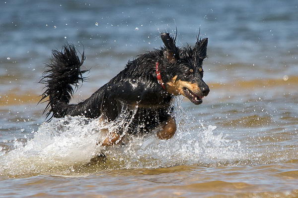 הובווארט אוזל מהמים