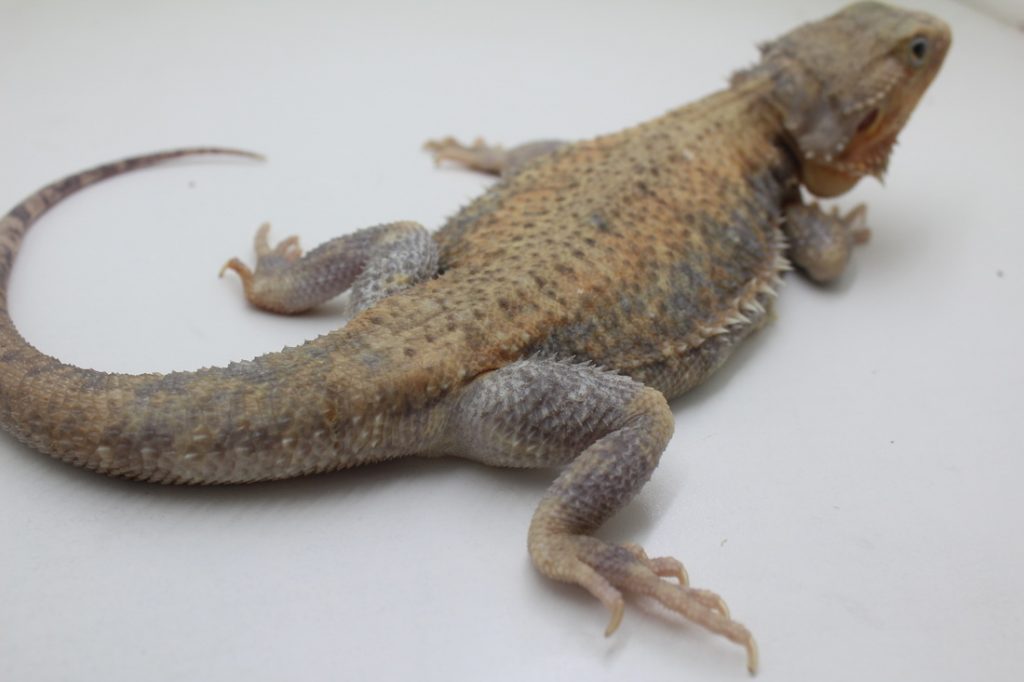 דרקוני כסוף גב יפנים