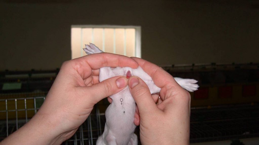 כיצד לקבוע את מין הארנב