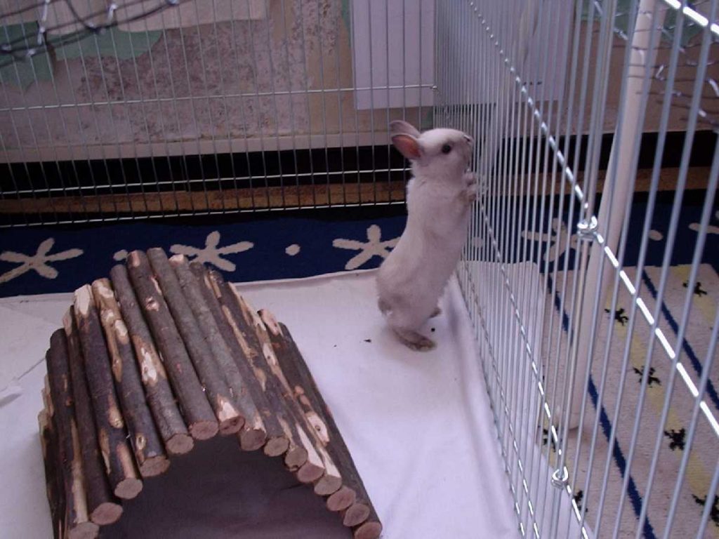 ארנב גמד בכלוב