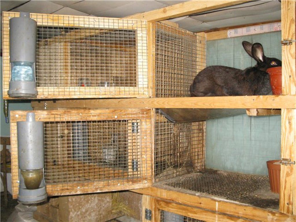 כלוב ארנבים