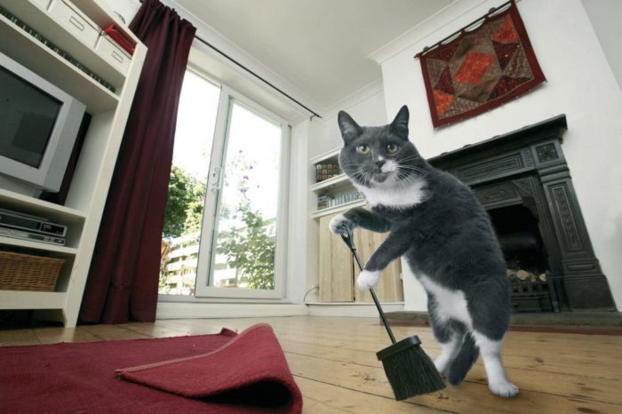 חתול עם מטאטא